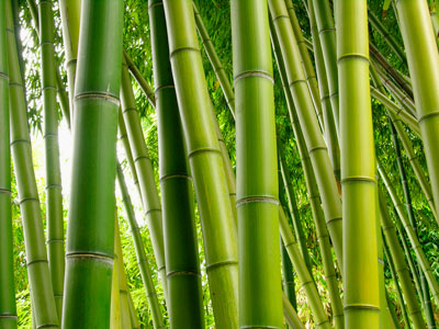 Bamboo Plant Decor