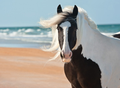 Gypsy Vanner Mare at the Beach